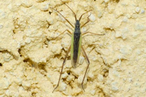 Réf. 285 744 : Notostira sp.